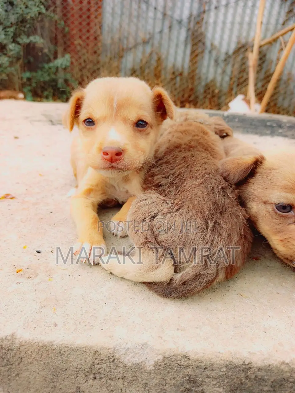 1-3 months Male Purebred Maltese