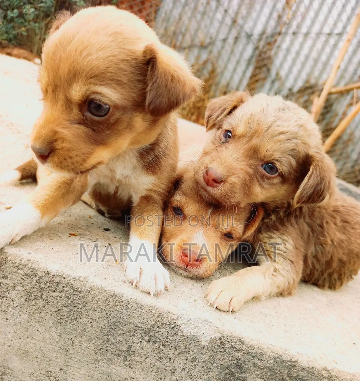 1-3 months Male Purebred Maltese