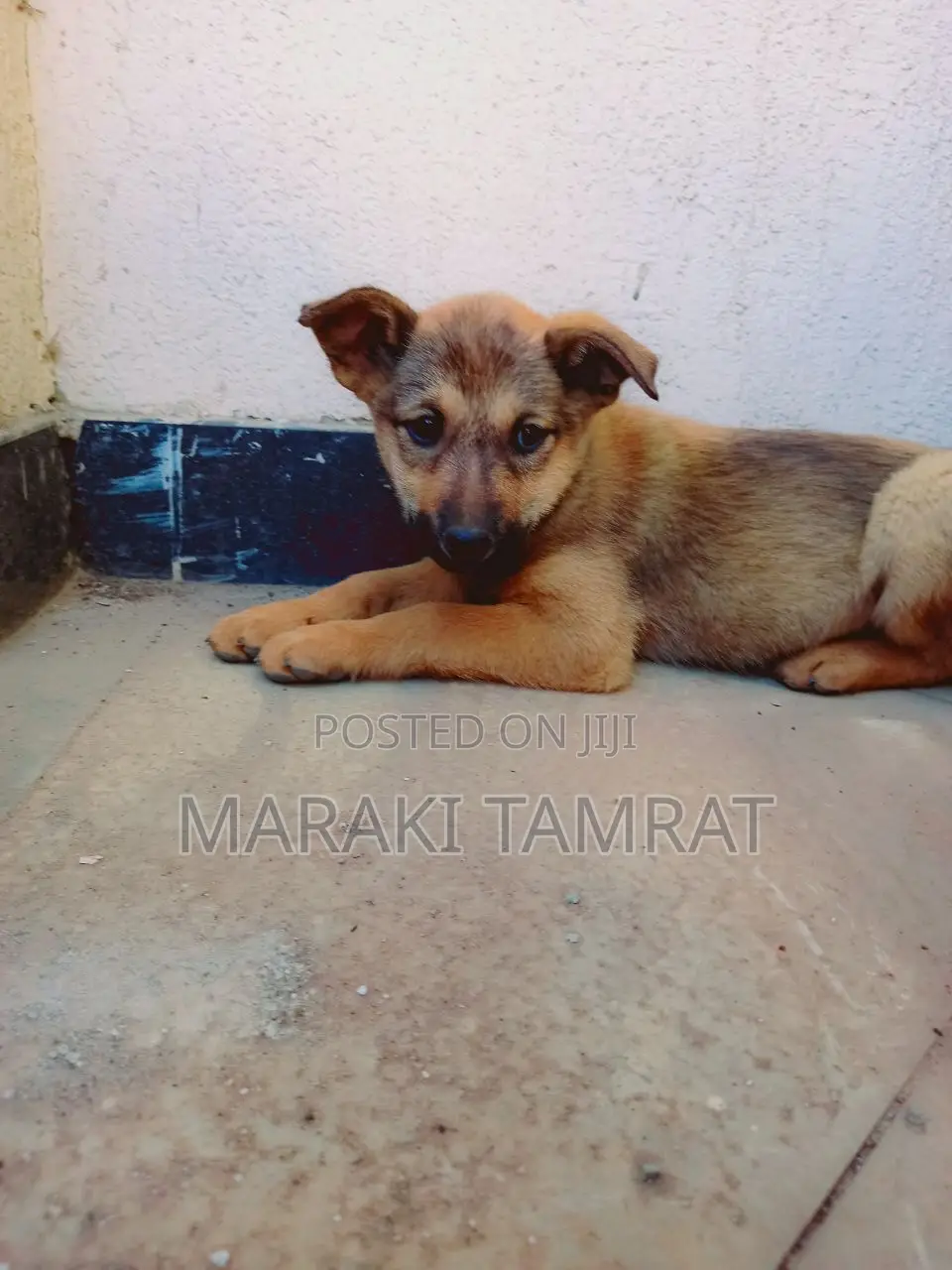 1-3 months Male Purebred German Shepherd