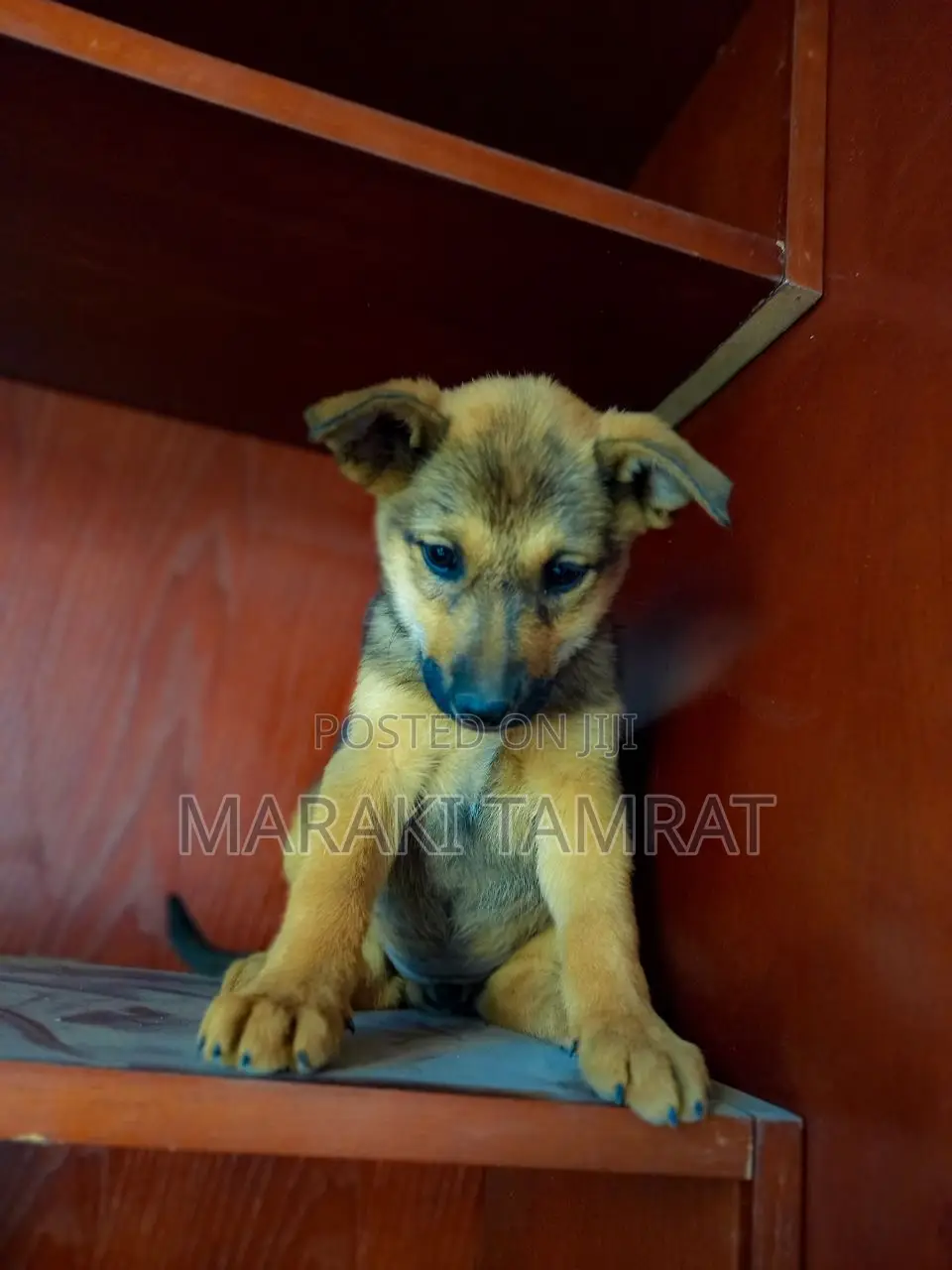 1-3 months Male Purebred German Shepherd