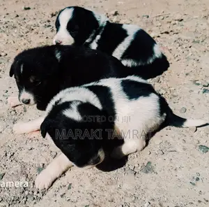 Photo - 1-3 months Female Purebred Maltese