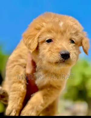 Photo - 1-3 months Male Purebred Maltese