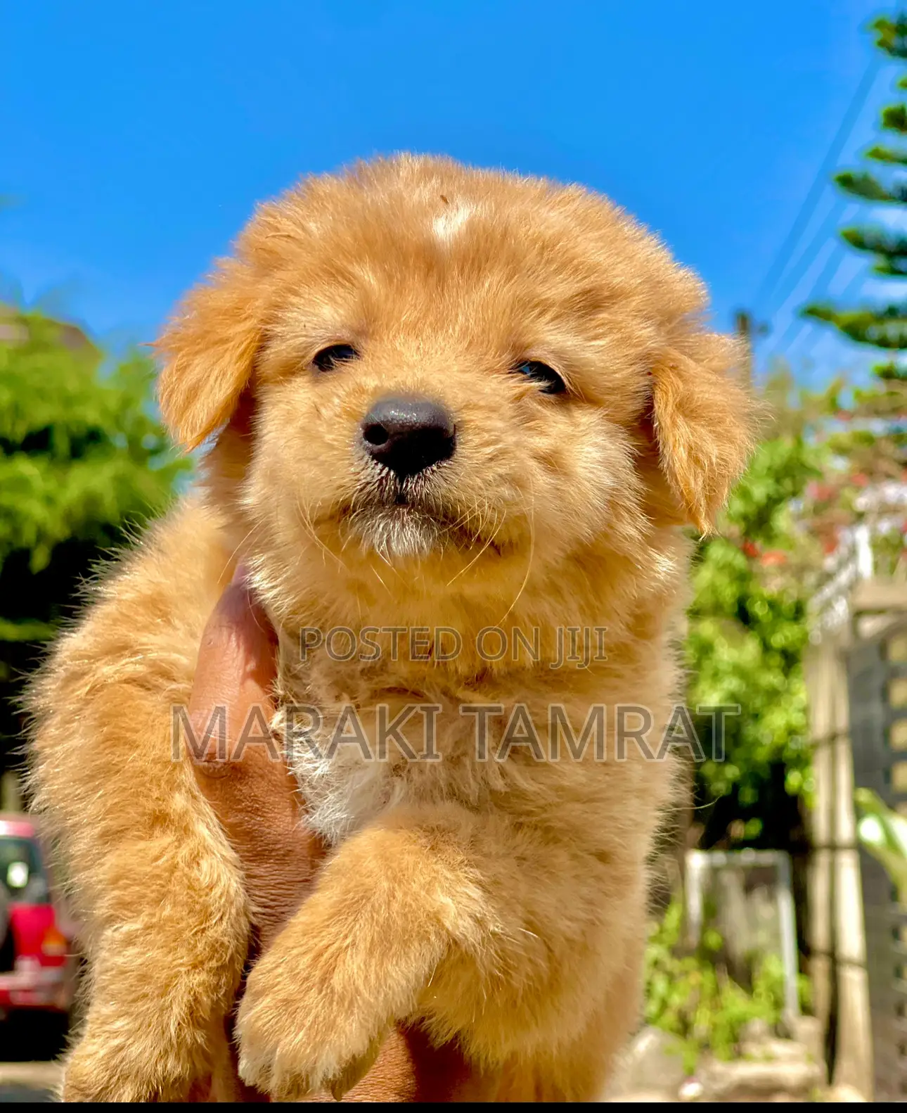 1-3 months Male Purebred Maltese