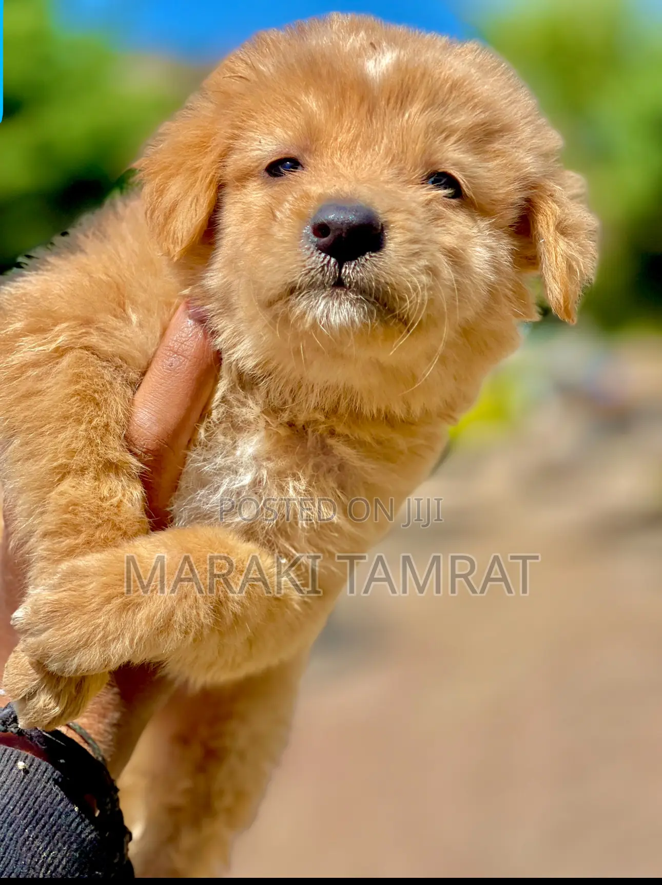 1-3 months Male Purebred Maltese