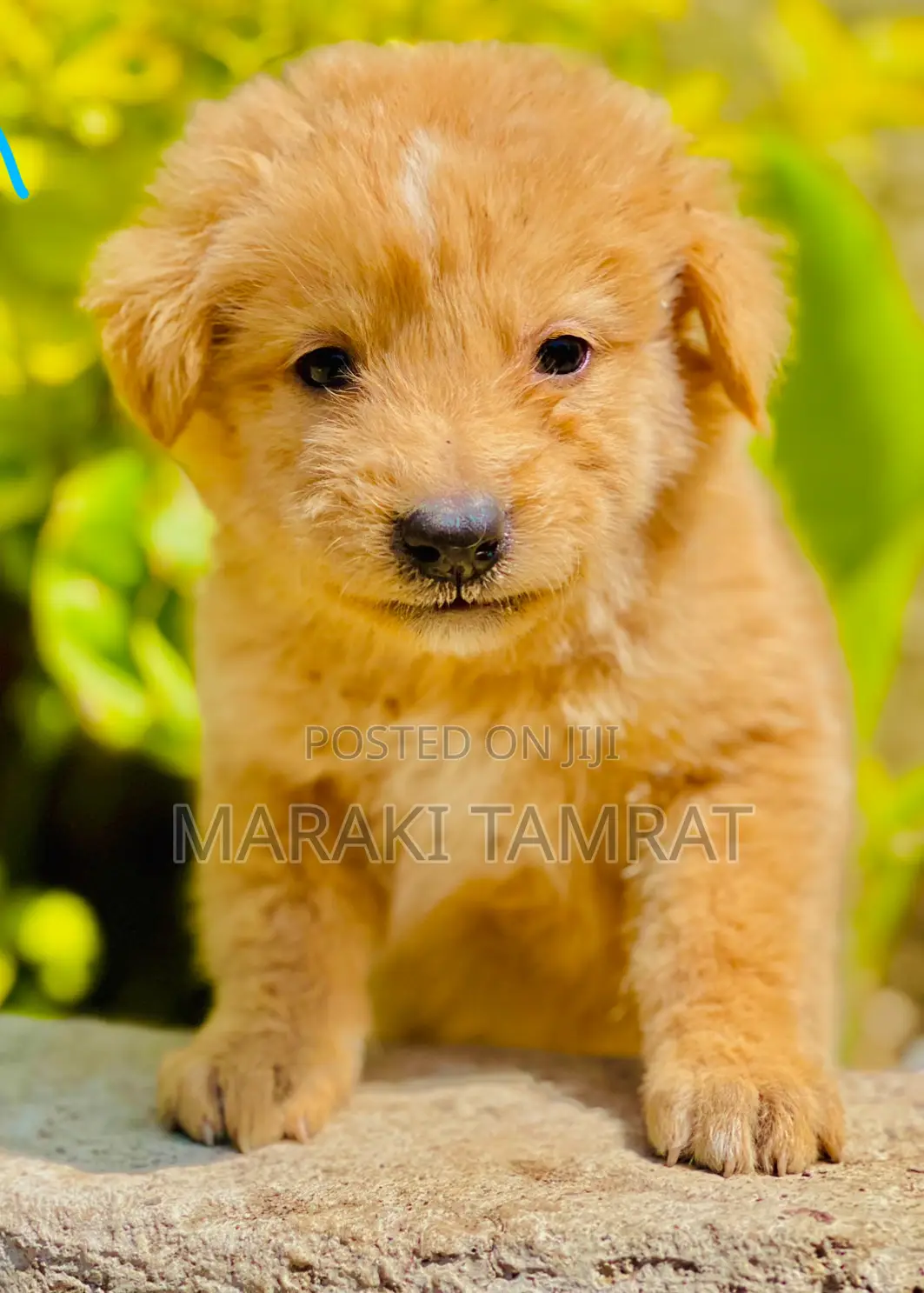 1-3 months Male Purebred Maltese