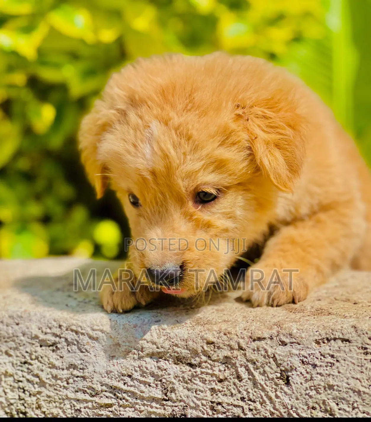 1-3 months Male Purebred Maltese