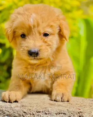 Photo - 1-3 months Male Purebred Maltese