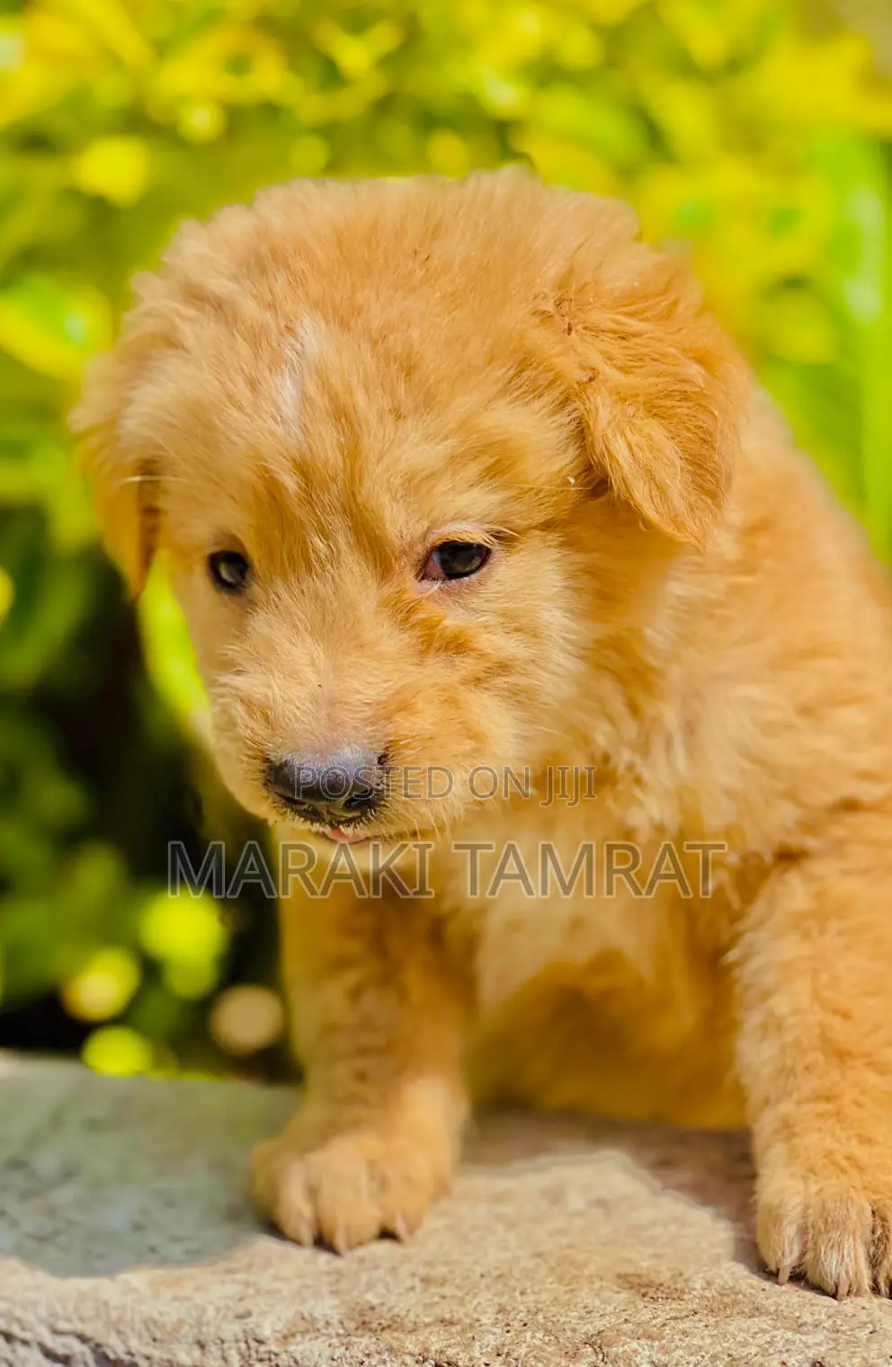 1-3 months Male Purebred Maltese