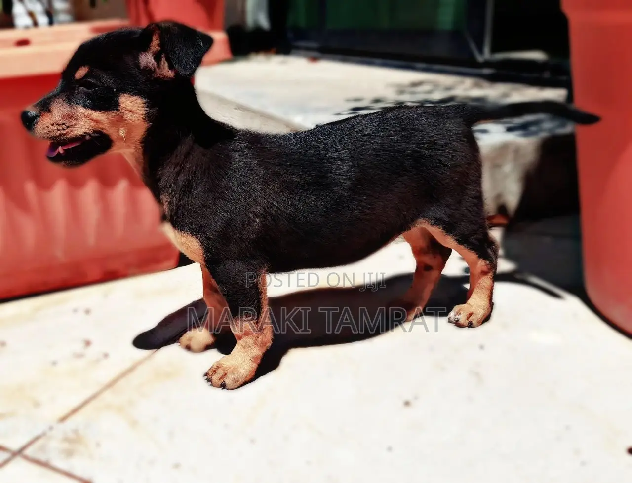 1-3 months Female Mixed Breed Dachshund