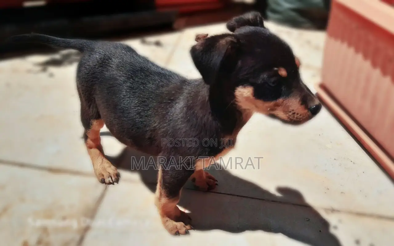 1-3 months Female Mixed Breed Dachshund