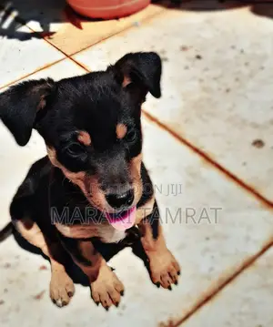1-3 months Female Mixed Breed Dachshund