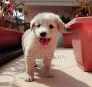 Photo - 1-3 months Male Purebred Maltese