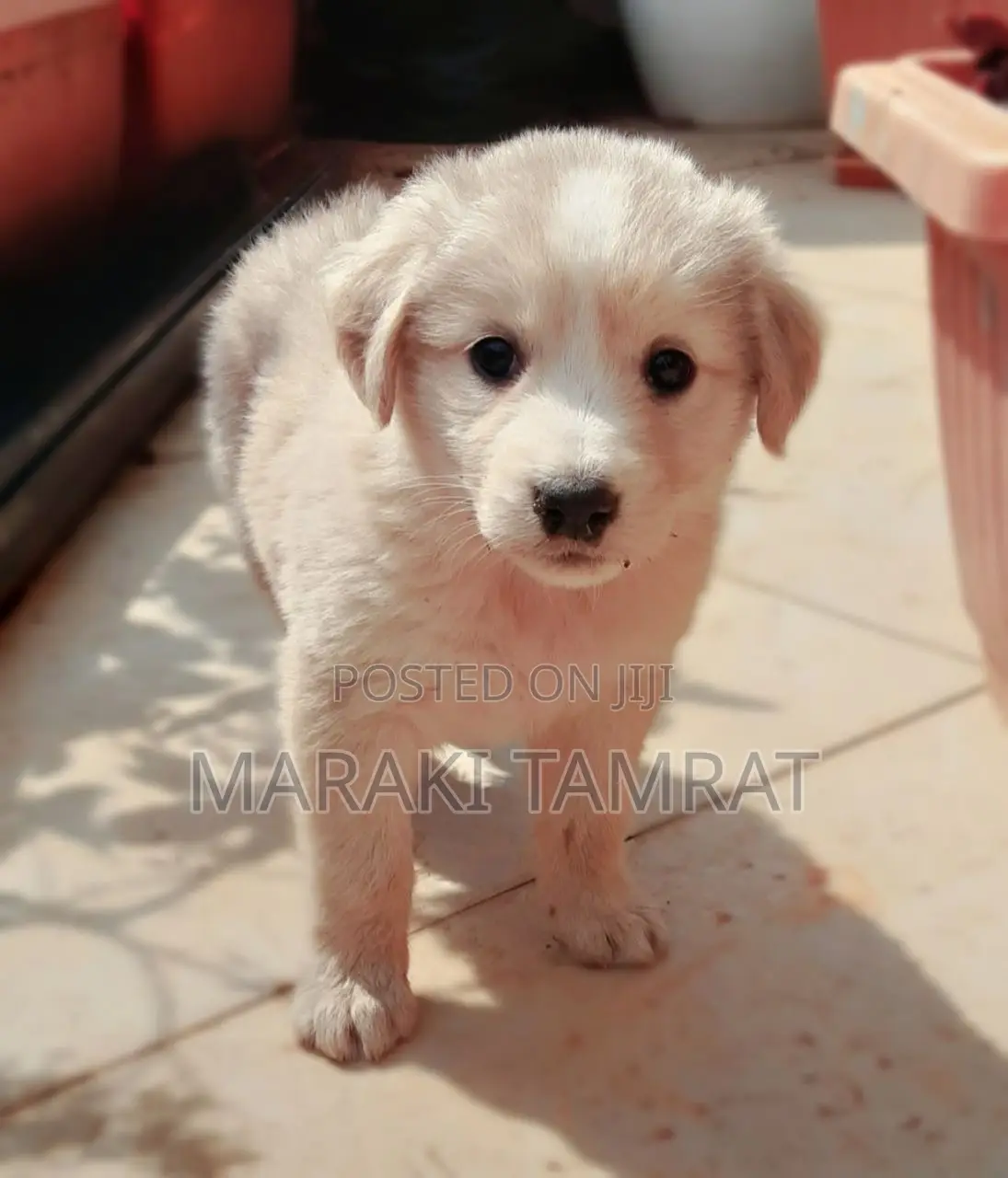 1-3 months Male Purebred Maltese