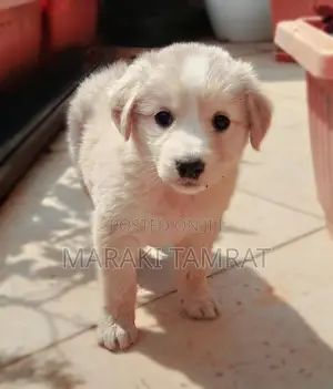 1-3 months Male Purebred Maltese