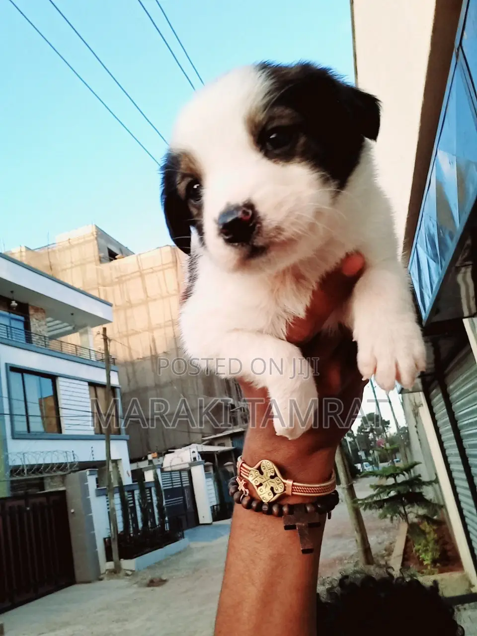 1-3 months Male Purebred Maltese