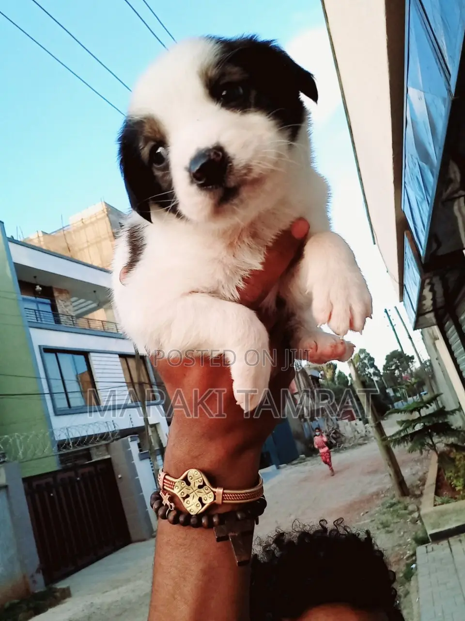 1-3 months Male Purebred Maltese