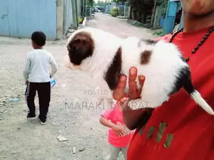 1-3 months Male Purebred Maltese