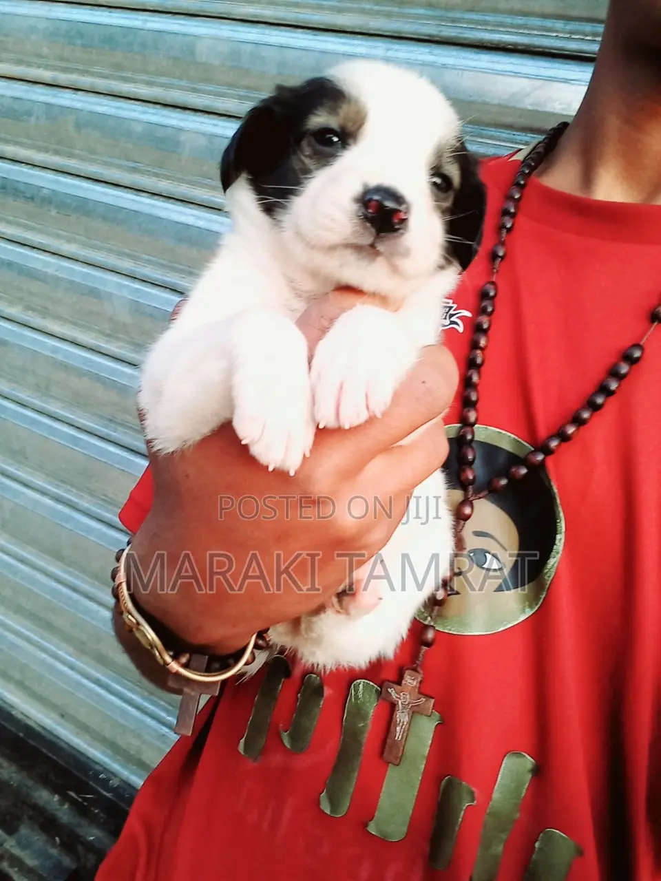1-3 months Male Purebred Maltese