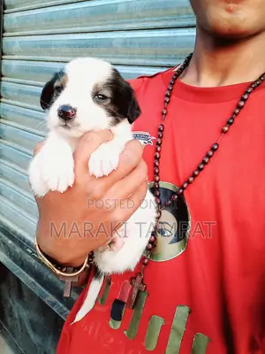 Photo - 1-3 months Male Purebred Maltese