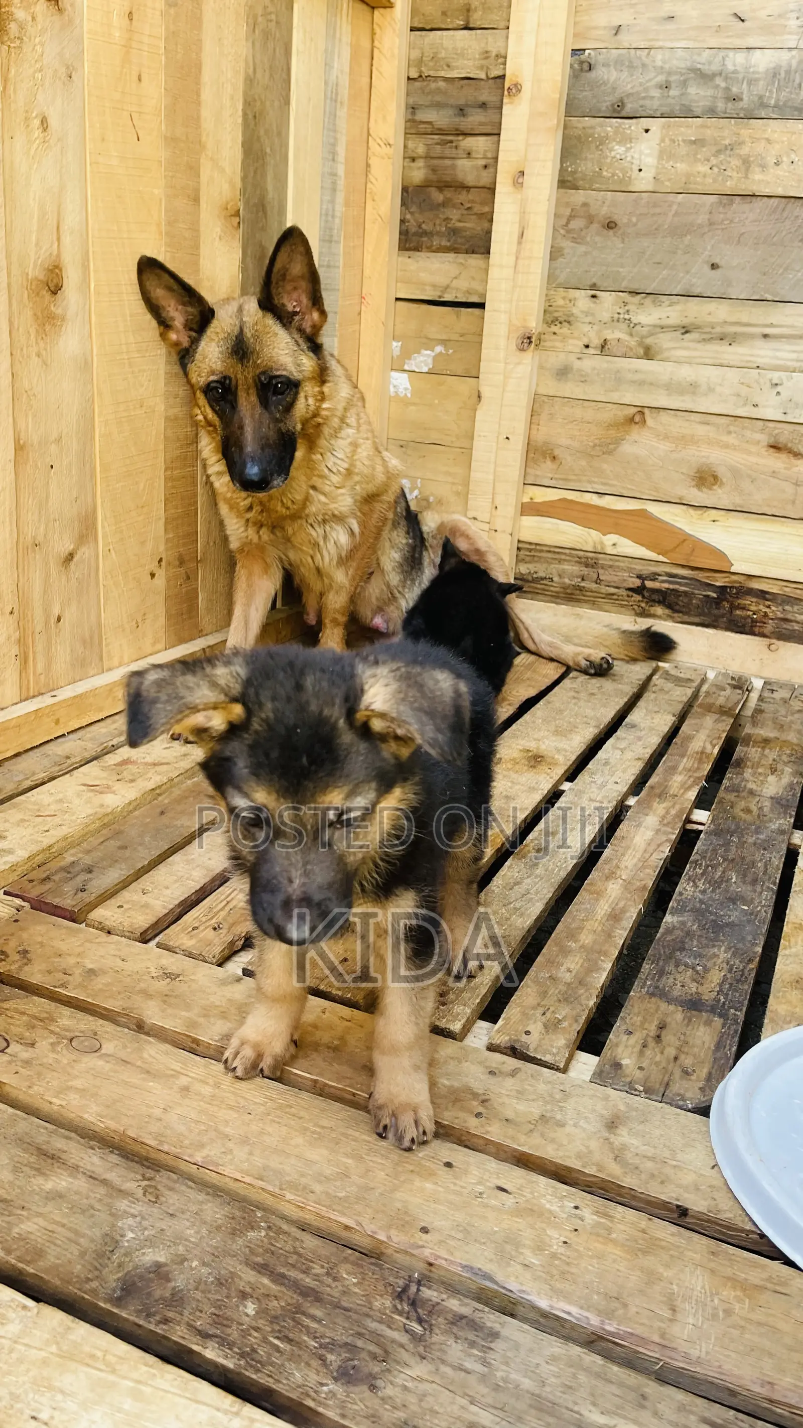 1-3 months Male Purebred German Shepherd