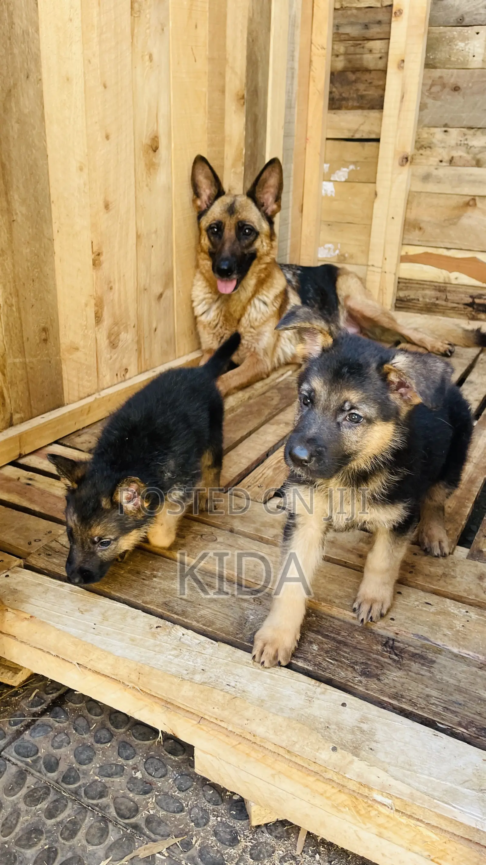 1-3 months Male Purebred German Shepherd