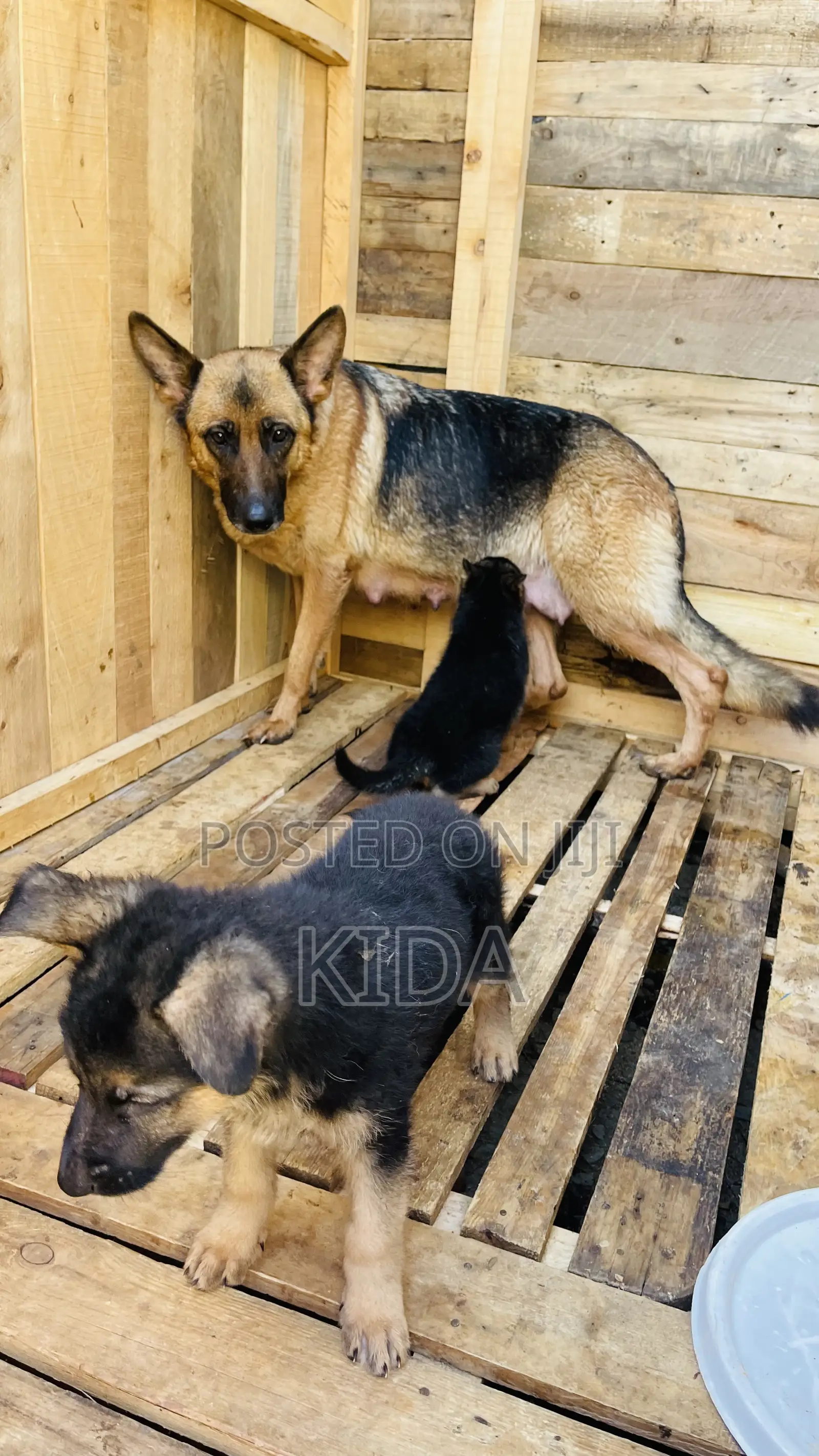 1-3 months Male Purebred German Shepherd