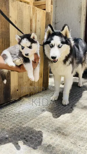 1-3 months Male Purebred Siberian Husky