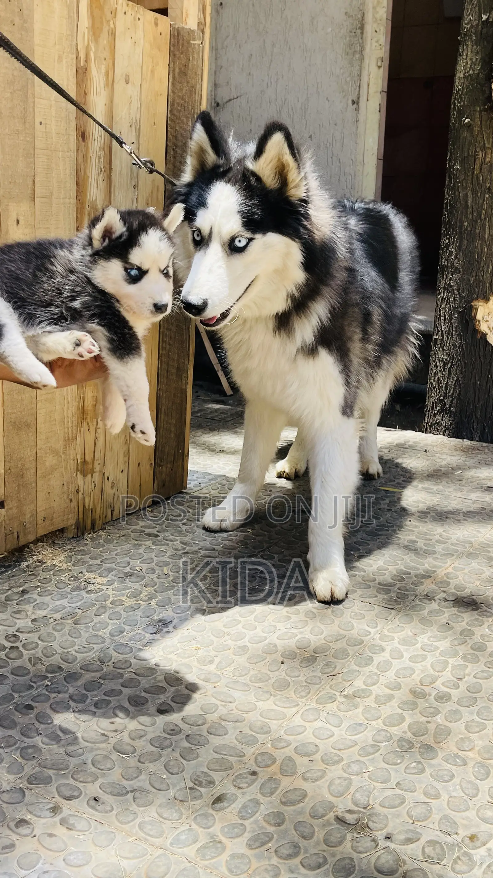 1-3 months Male Purebred Siberian Husky