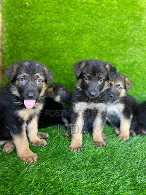 1-3 months Male Purebred German Shepherd