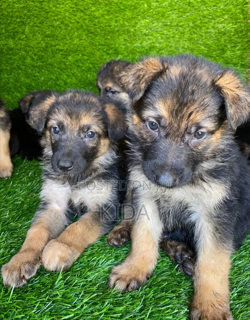 1-3 months Male Purebred German Shepherd