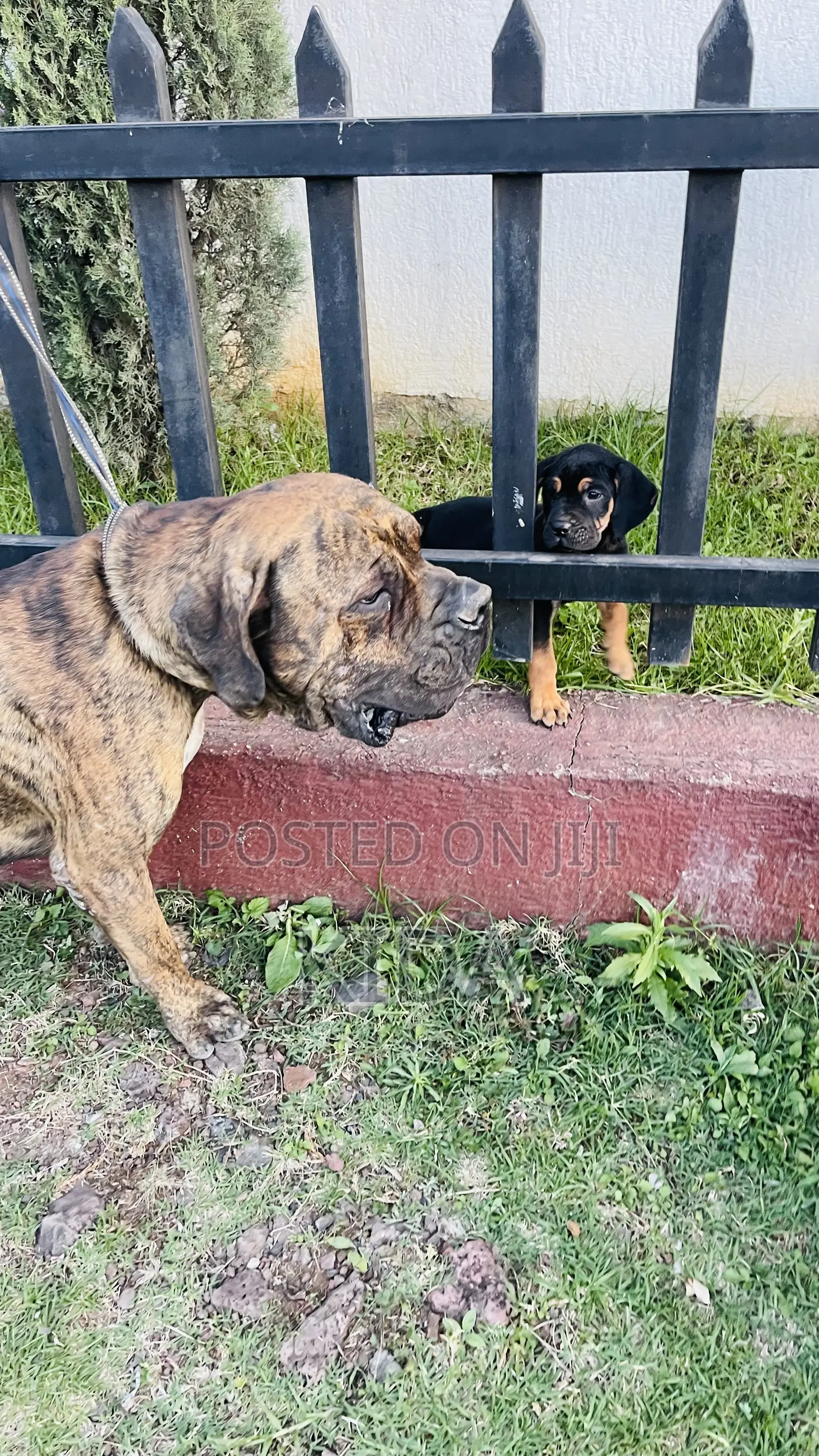 1-3 months Male Purebred Mastiff