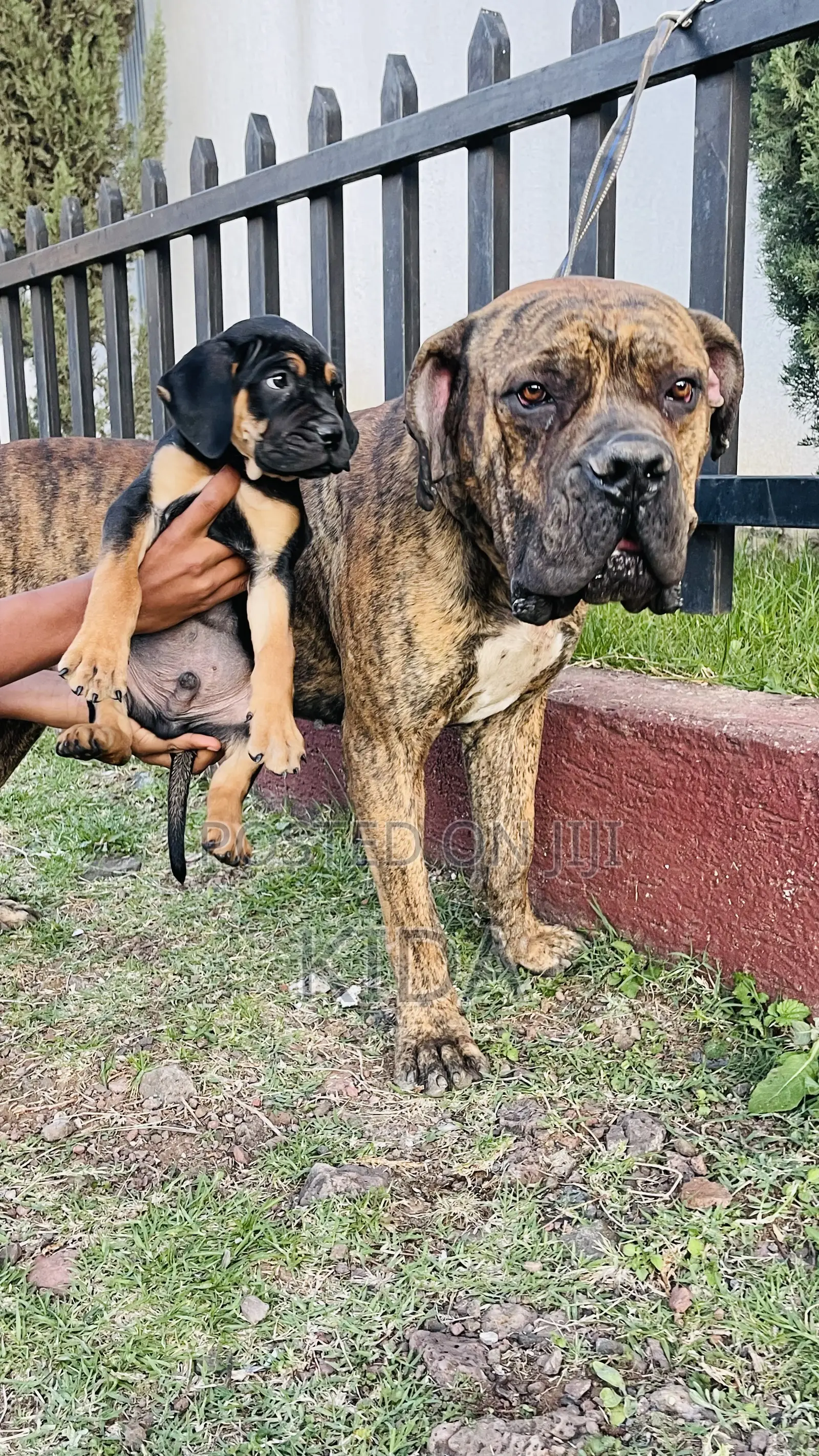 1-3 months Male Purebred Mastiff