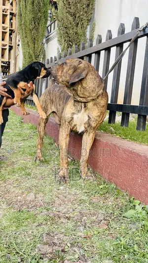 1-3 months Male Purebred Mastiff