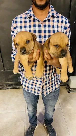 1-3 months Male Purebred Boerboel