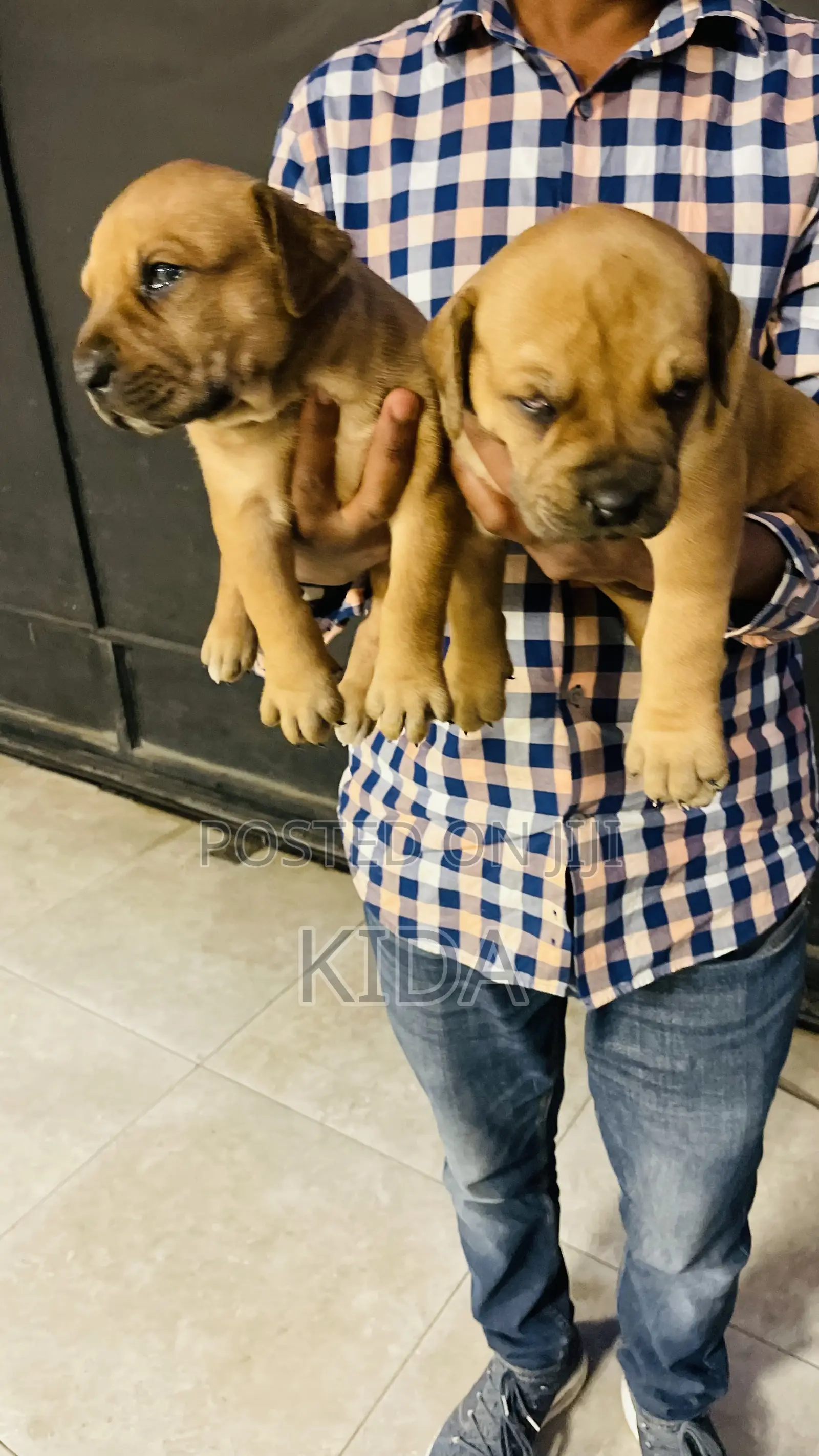 1-3 months Male Purebred Boerboel