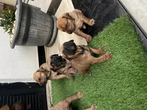 1-3 months Male Purebred Boerboel
