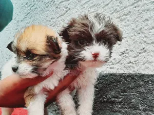 1-3 months Male Purebred Maltese