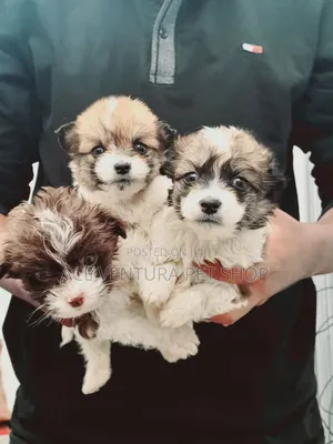 1-3 months Male Purebred Maltese