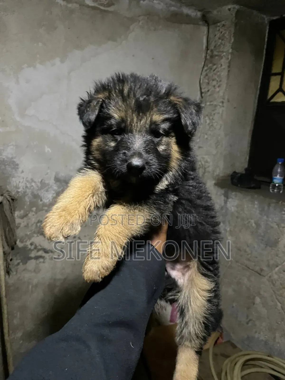 1-3 months Male Purebred German Shepherd