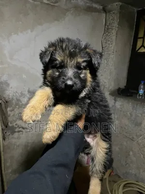 1-3 months Male Purebred German Shepherd