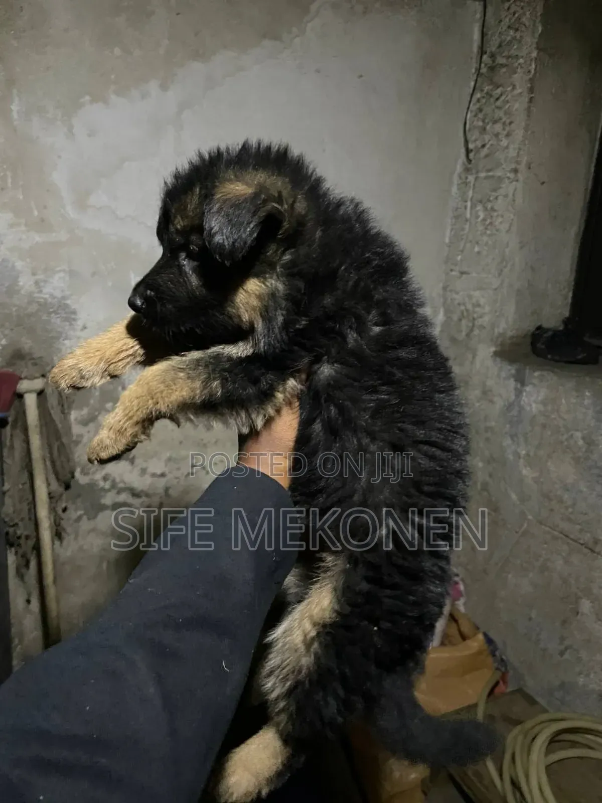 1-3 months Male Purebred German Shepherd