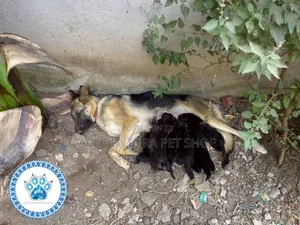 Photo - 1-3 months Male Purebred German Shepherd