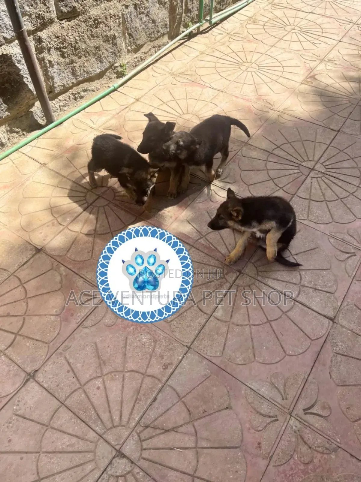 1-3 months Male Purebred German Shepherd