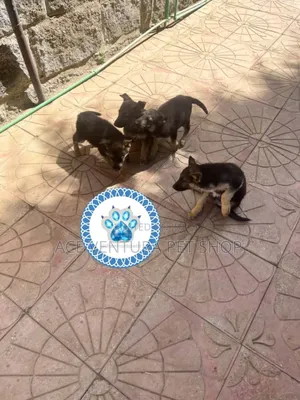 Photo - 1-3 months Male Purebred German Shepherd