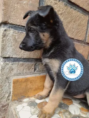 1-3 months Male Purebred German Shepherd