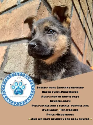 1-3 months Male Purebred German Shepherd