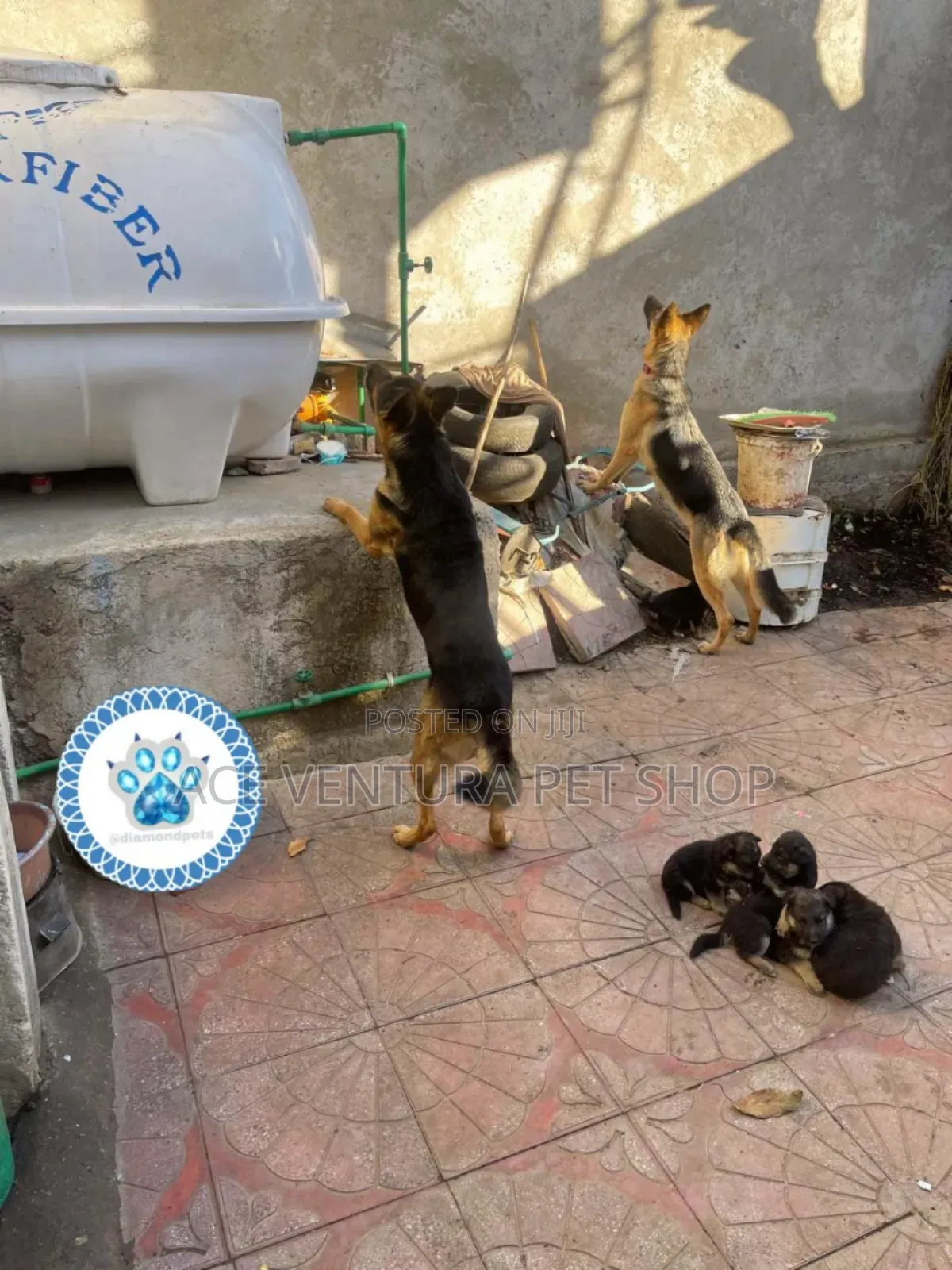 1-3 months Male Purebred German Shepherd