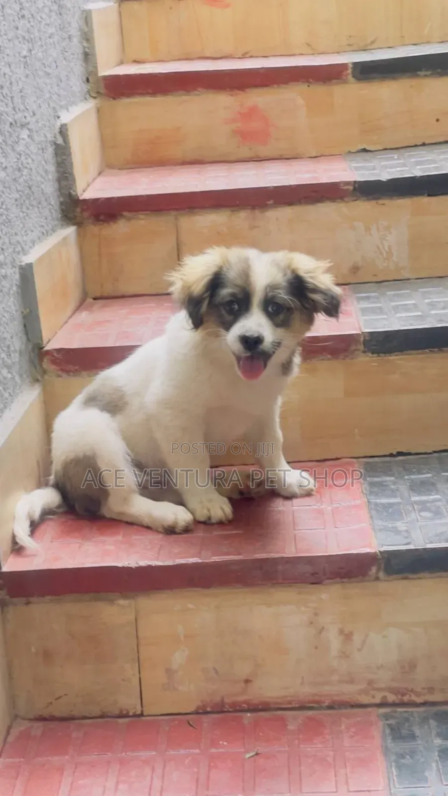 1-3 months Male Purebred Maltese