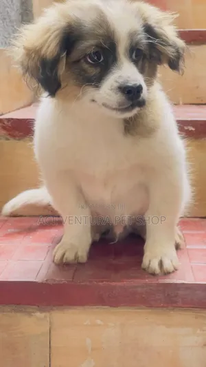1-3 months Male Purebred Maltese