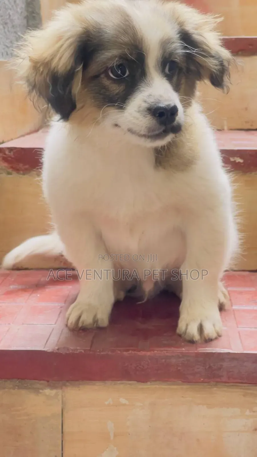 1-3 months Male Purebred Maltese